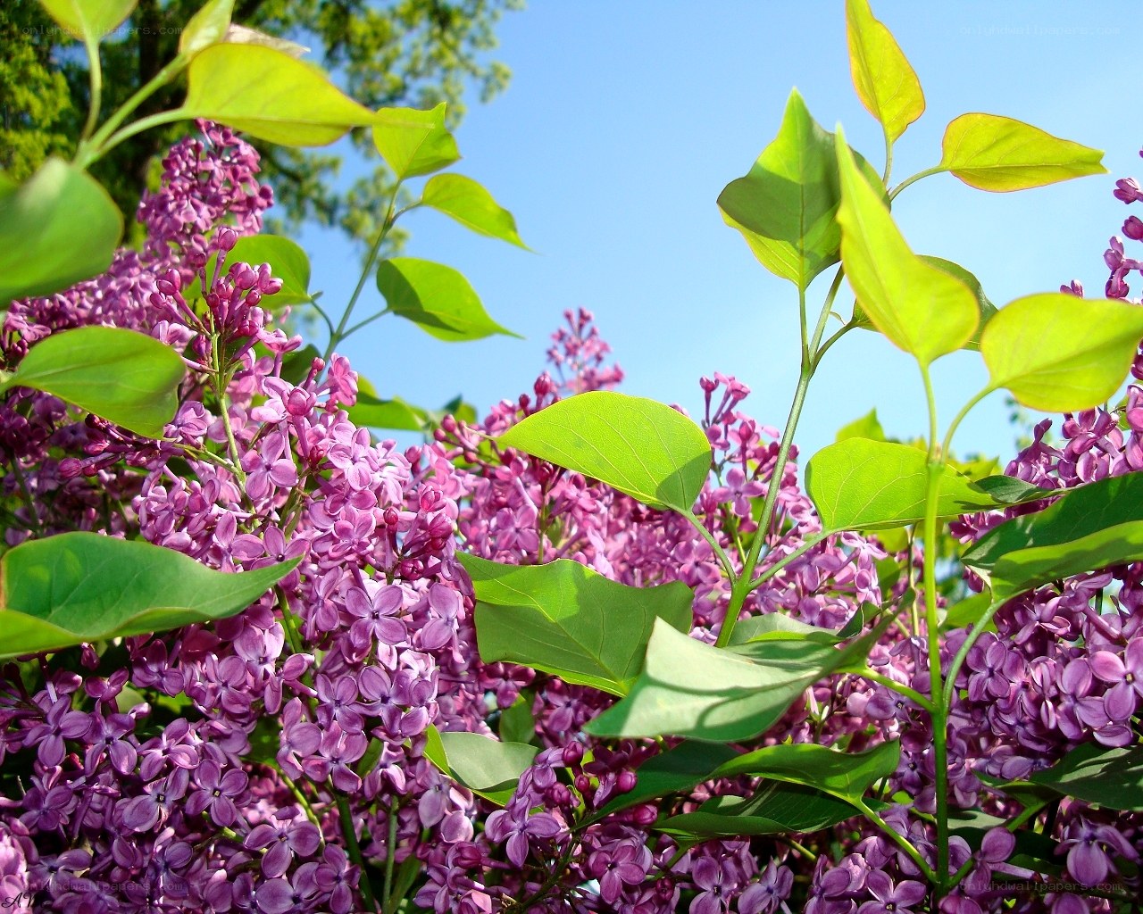 Purple lilacs in spring