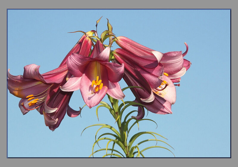 Purple lilies against blue sky