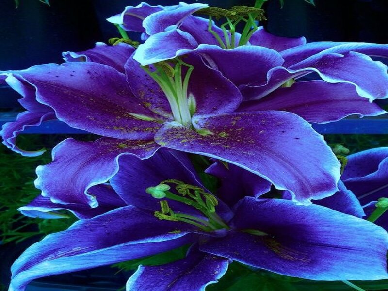 Purple Lilies in Bloom — Dramatic