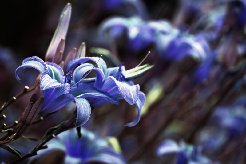 Purple Lilies in Bloom — Serene