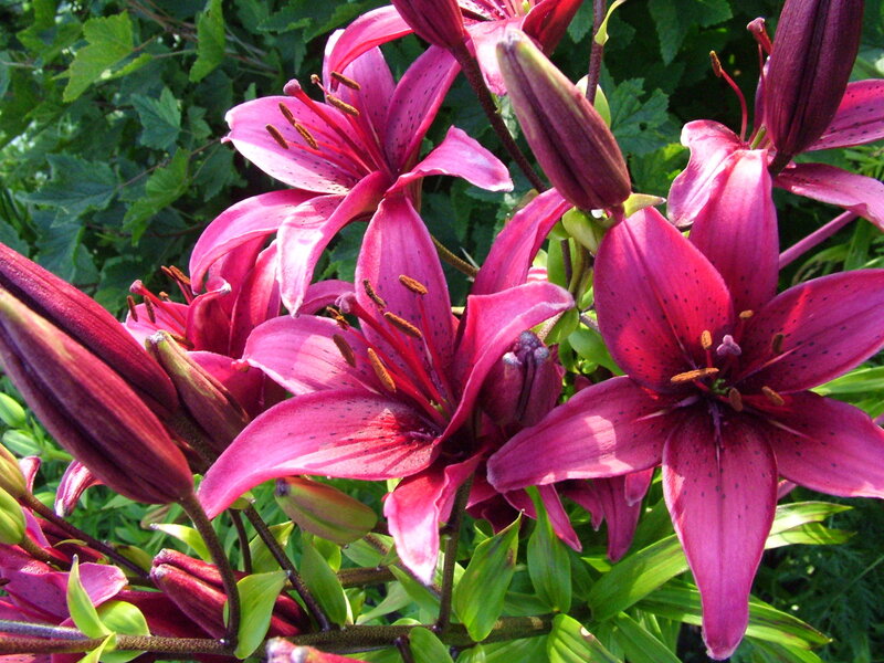 Purple Lilies in Bloom