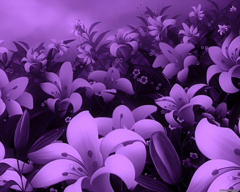 Purple Lilies in Field