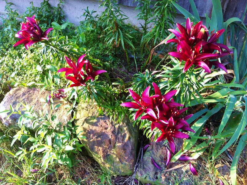 Purple Lilies in Garden — Natural
