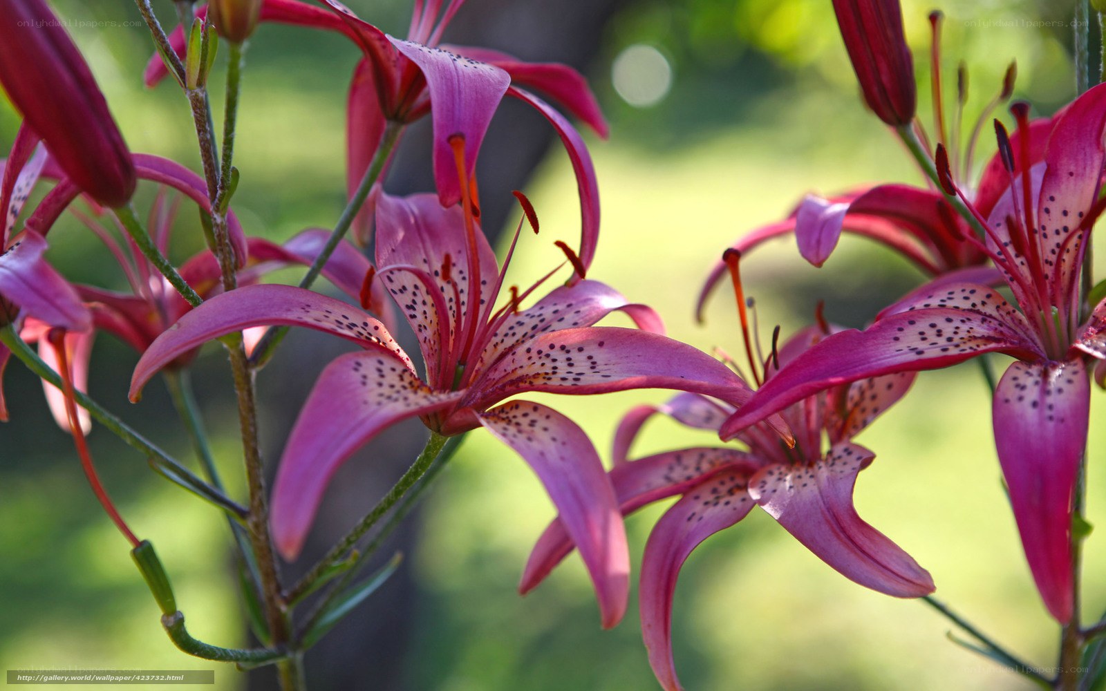 Purple lilies in sunlight