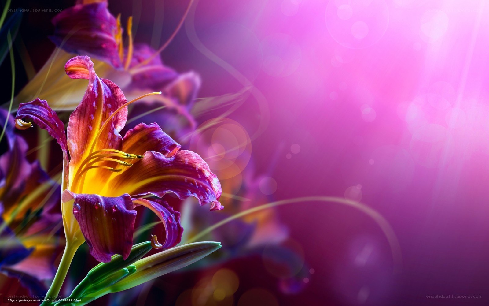Purple lilies in vibrant light