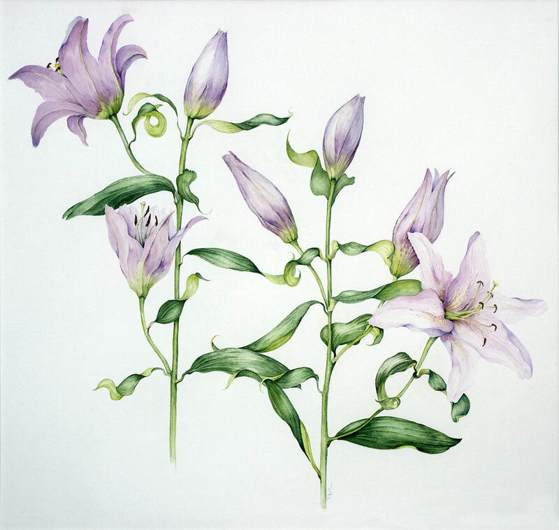 purple lilies in watercolor