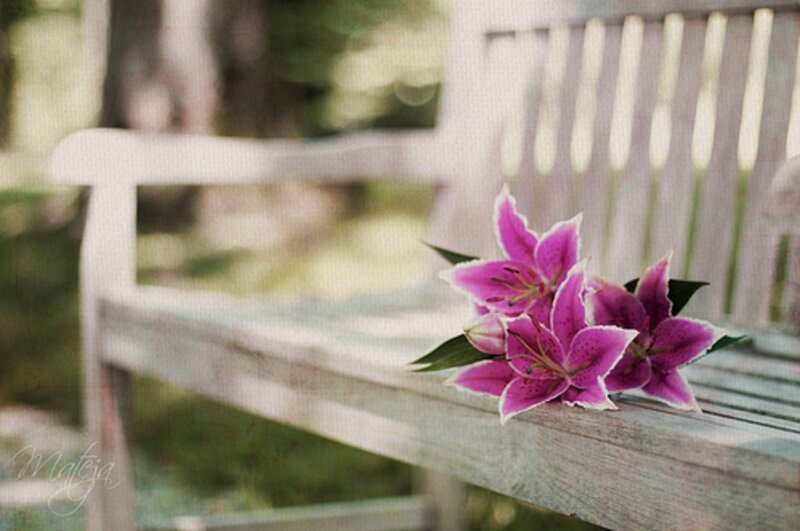 Purple Lilies on Bench