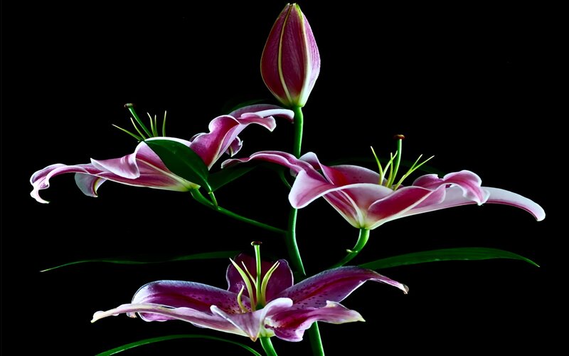 Purple lilies on black background