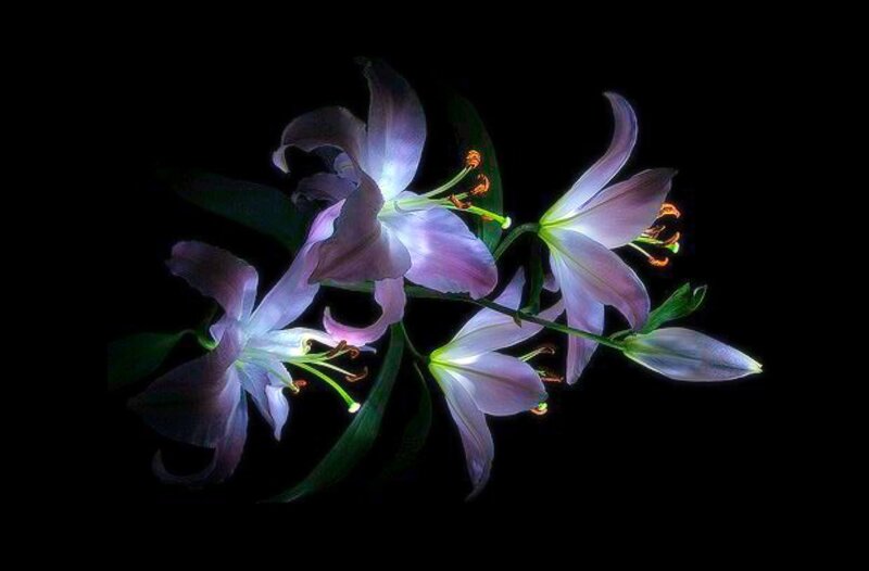 Purple Lilies on Black — Dramatic
