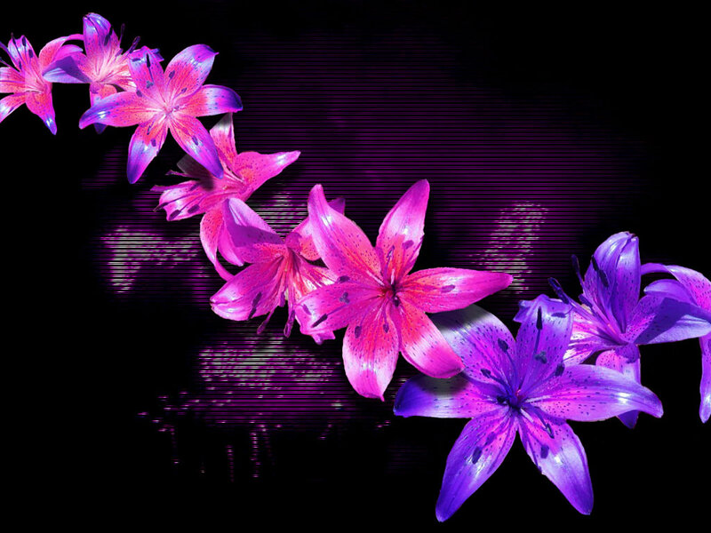 Purple Lilies on Black