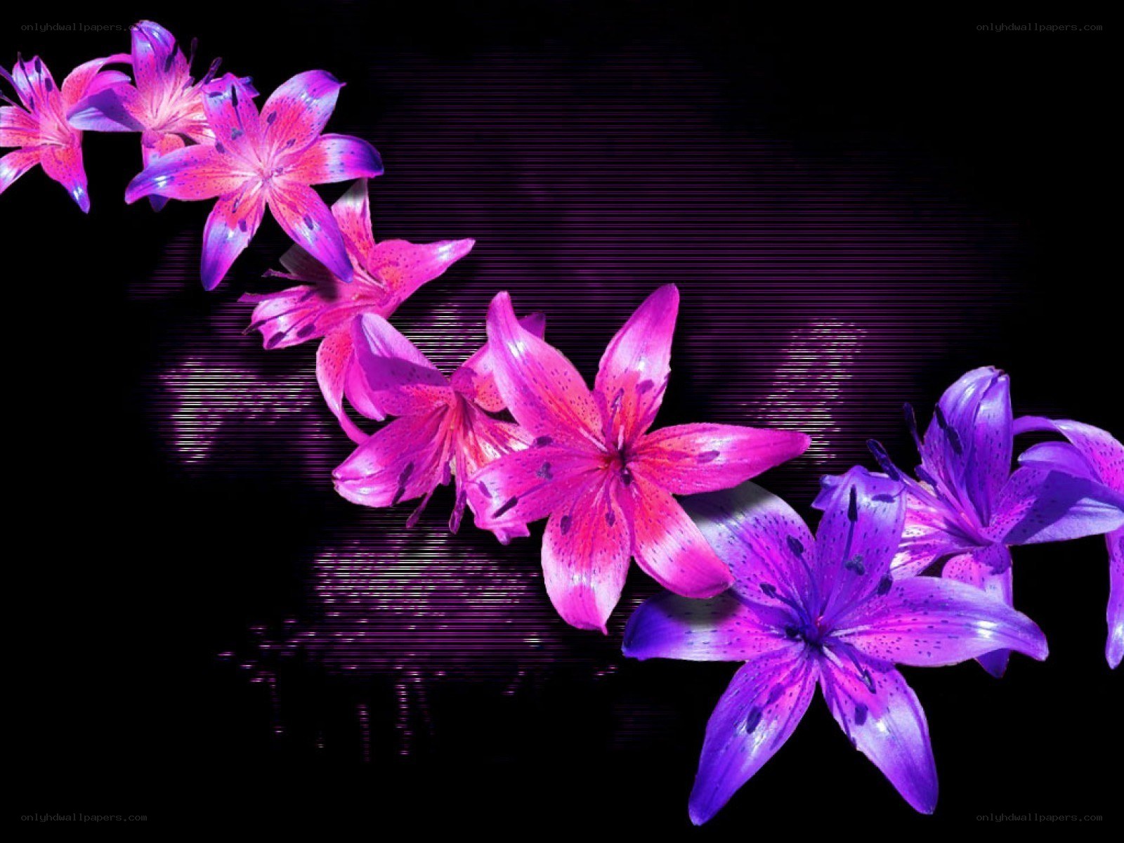purple lilies on dark background