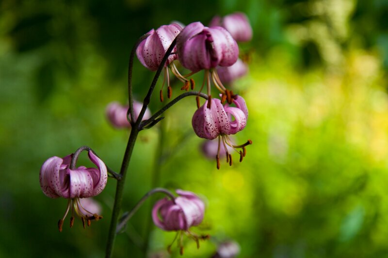 Purple Lilies on Stem