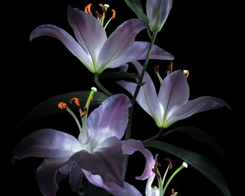 Purple Lilies on Stems