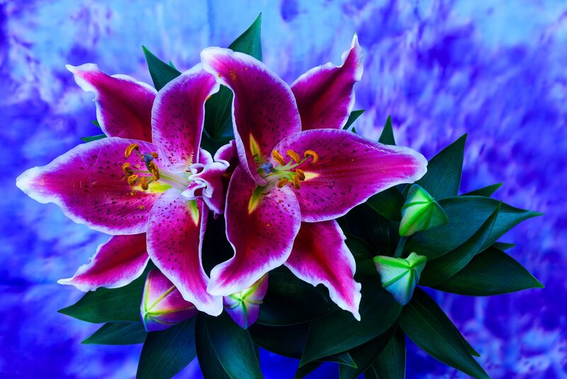 Purple Lilies with Buds