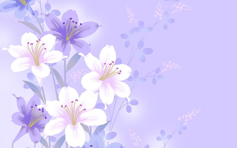 purple lily floral background