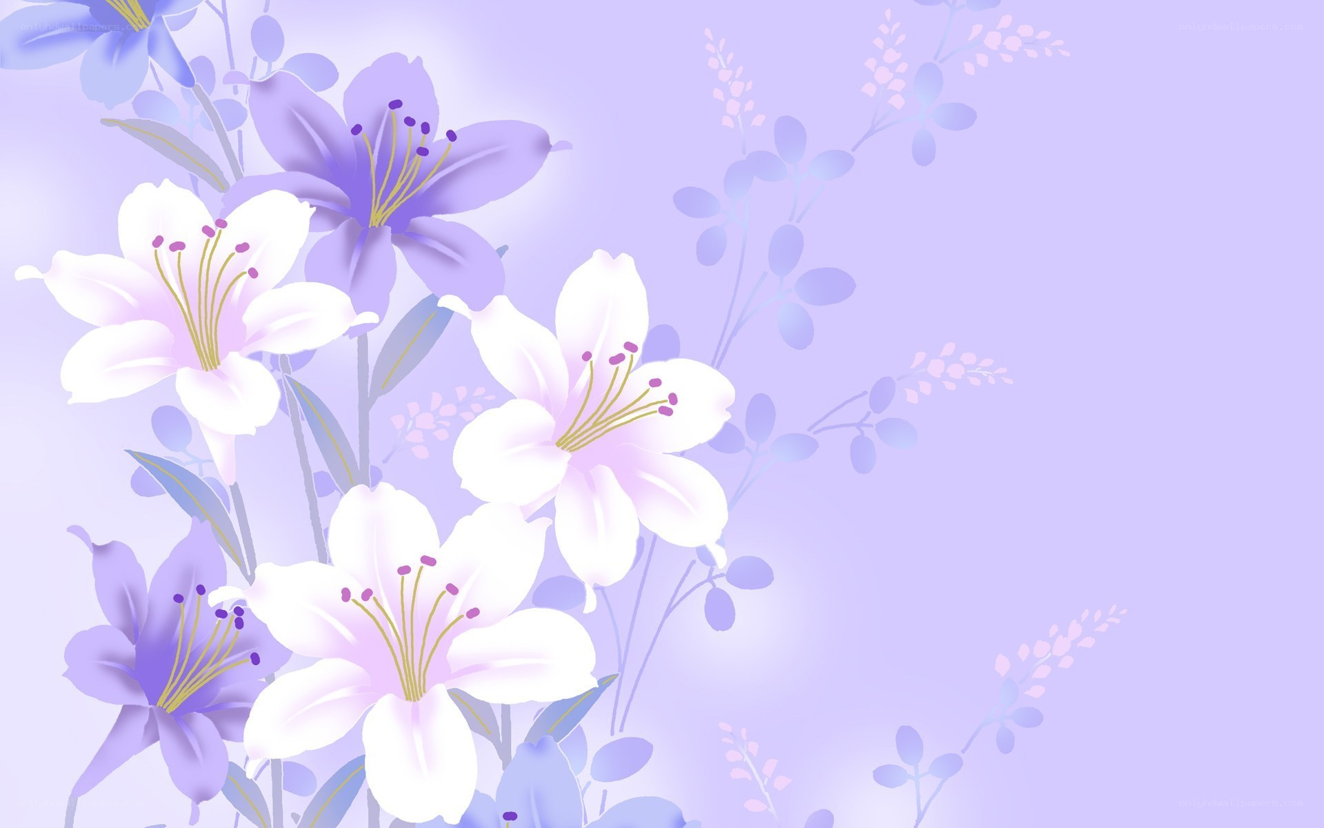 purple lily floral background
