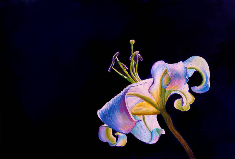 Purple Lily Flower — Blue
