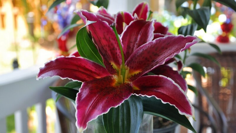 Purple Lily Flower — Calm, Afternoon