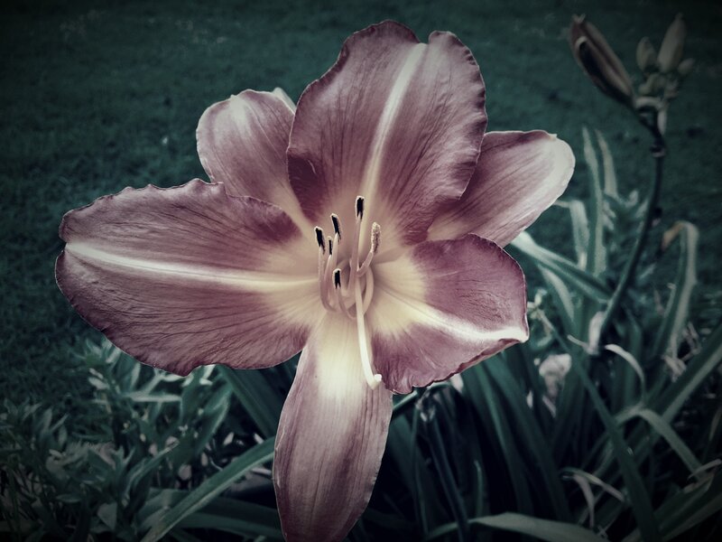 Purple Lily Flower — Calm, Photograph