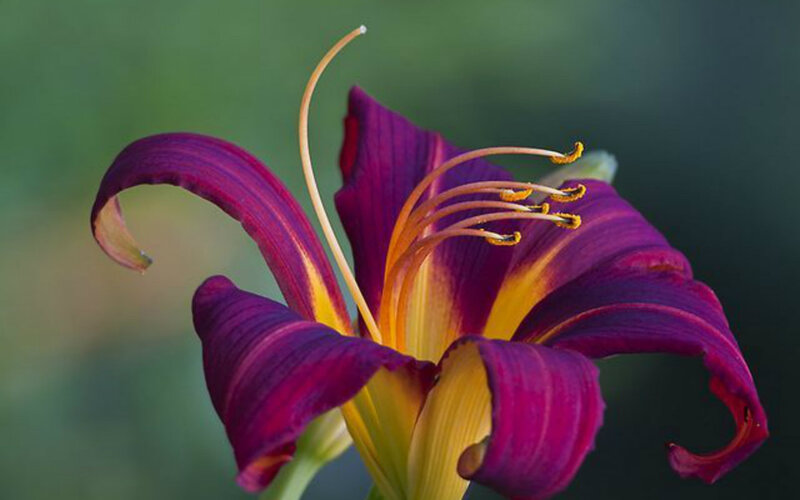 Purple Lily Flower — Calm