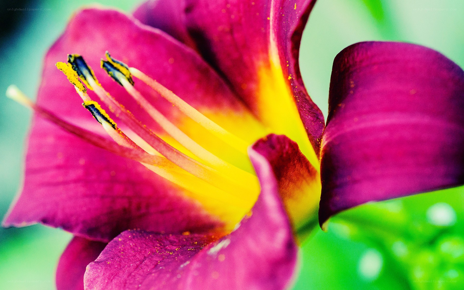 purple lily flower close-up