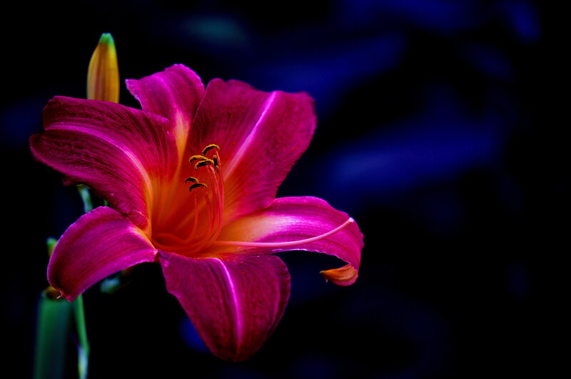 Purple Lily Flower — Dramatic, Night, Photograph, Bud