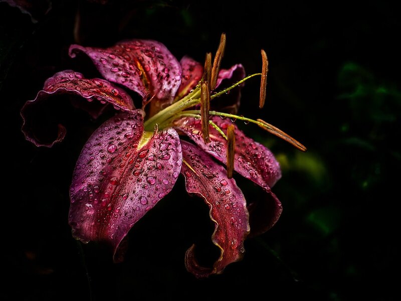 Purple Lily Flower — Dramatic, Night, Photograph, Petals