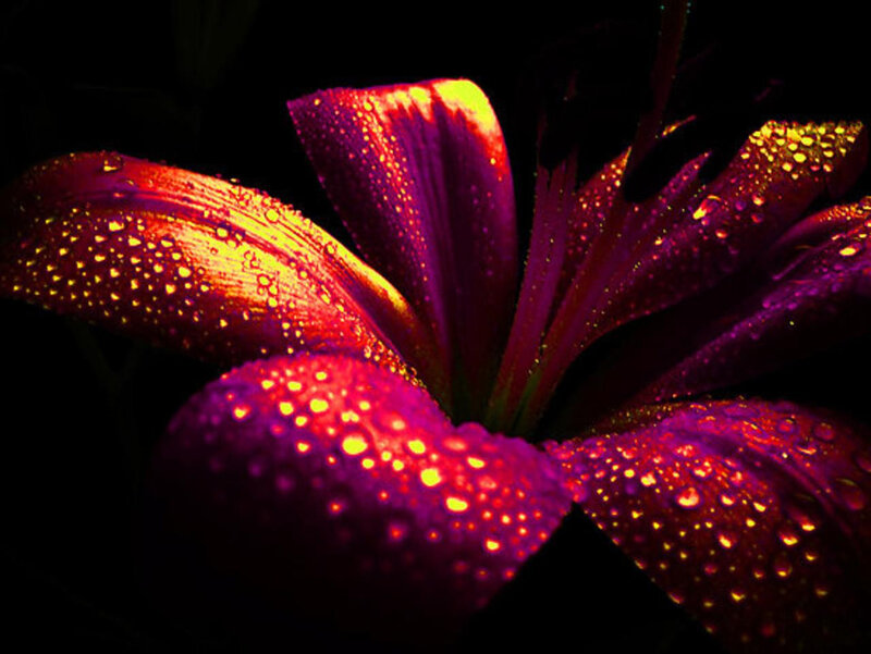 Purple Lily Flower — Dramatic, Night, Photograph