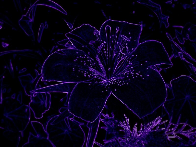 Purple Lily Flower — Dramatic, Night