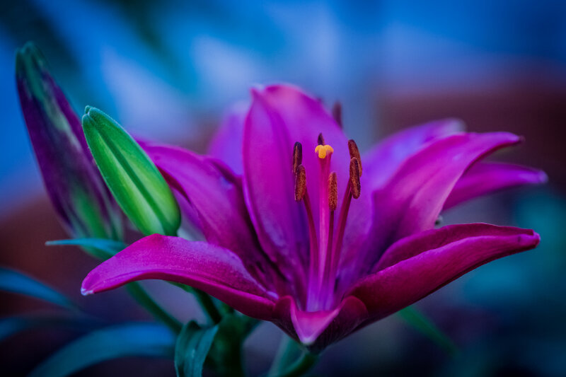 Purple Lily Flower — Dramatic, Photograph, Bud