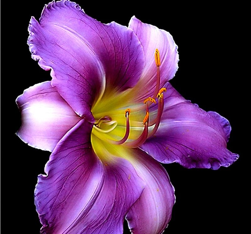 Purple Lily Flower — Dramatic, Photograph, Petals, Stamen