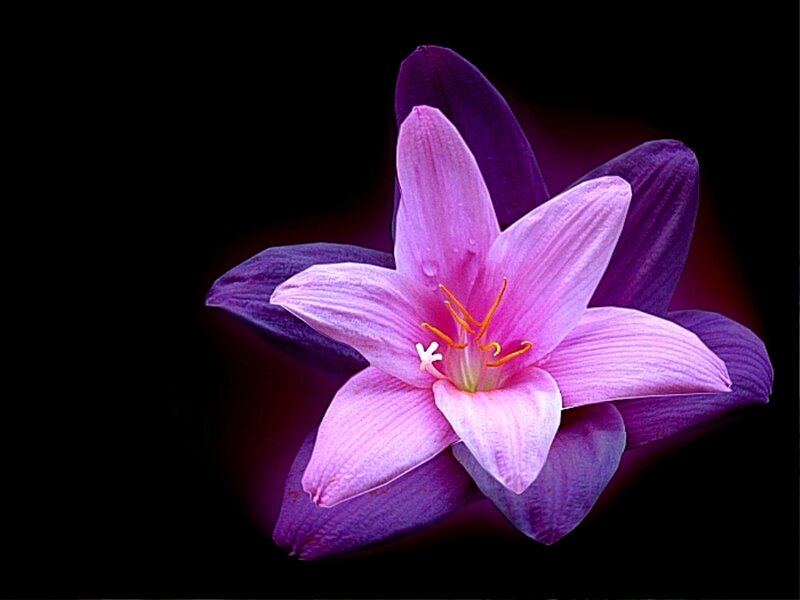 Purple Lily Flower — Dramatic, Photograph, Petals