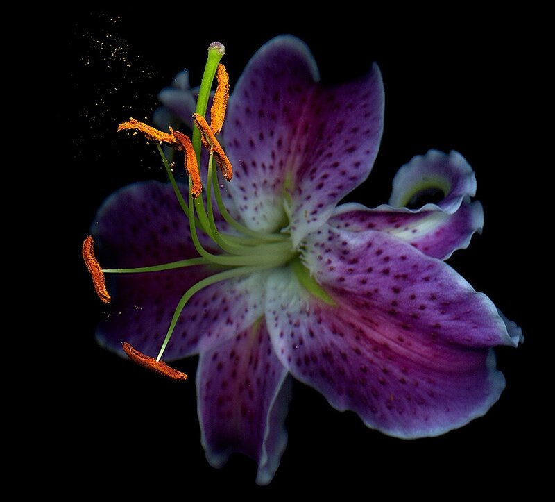 Purple Lily Flower — Dramatic, Photograph, Stamen