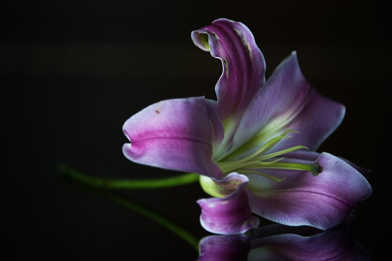 Purple Lily Flower — Dramatic, Photograph, Stem