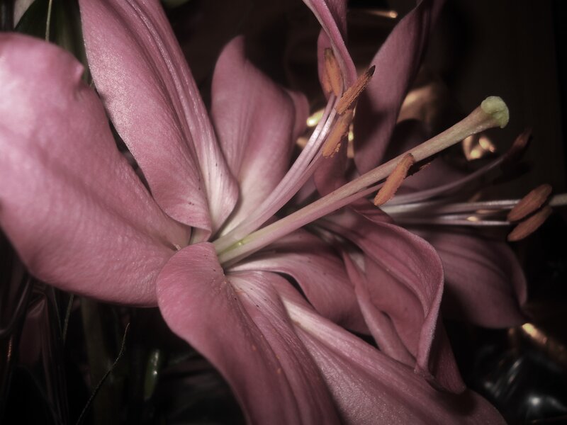 Purple Lily Flower — Dramatic, Photograph