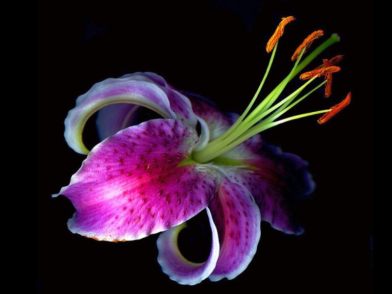 Purple Lily Flower — Dramatic