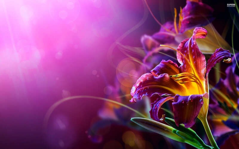 Purple Lily Flower — Dreamy, Digital Art, Petals
