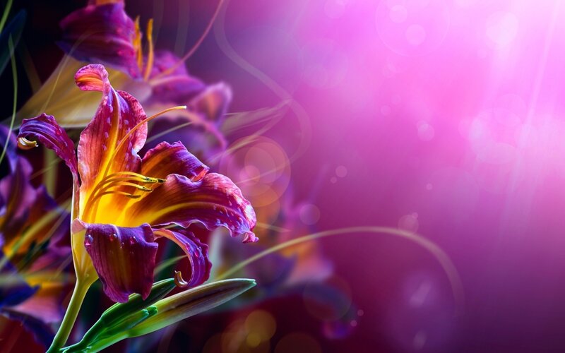 Purple Lily Flower — Dreamy, Photograph, Petals, Stamen, Bokeh