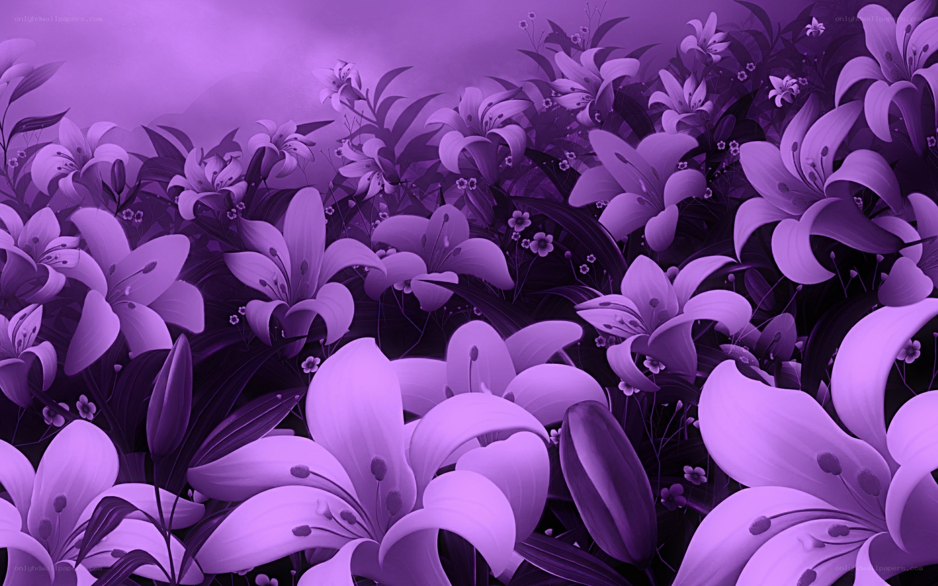 purple lily flower field