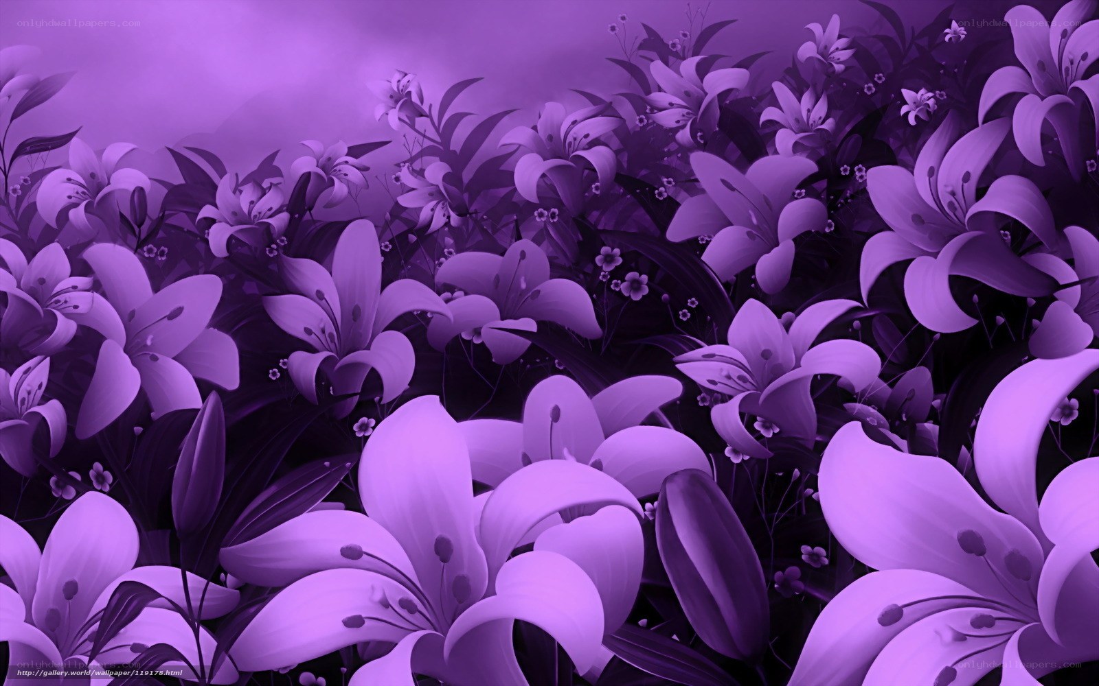 Purple lily flower field
