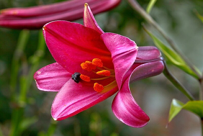 Purple Lily Flower — Magenta