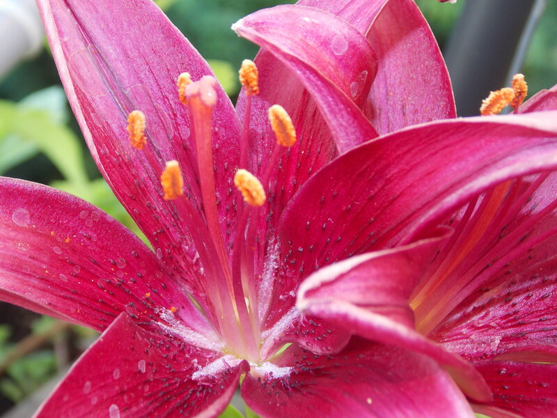 Purple Lily Flower — Natural, Afternoon