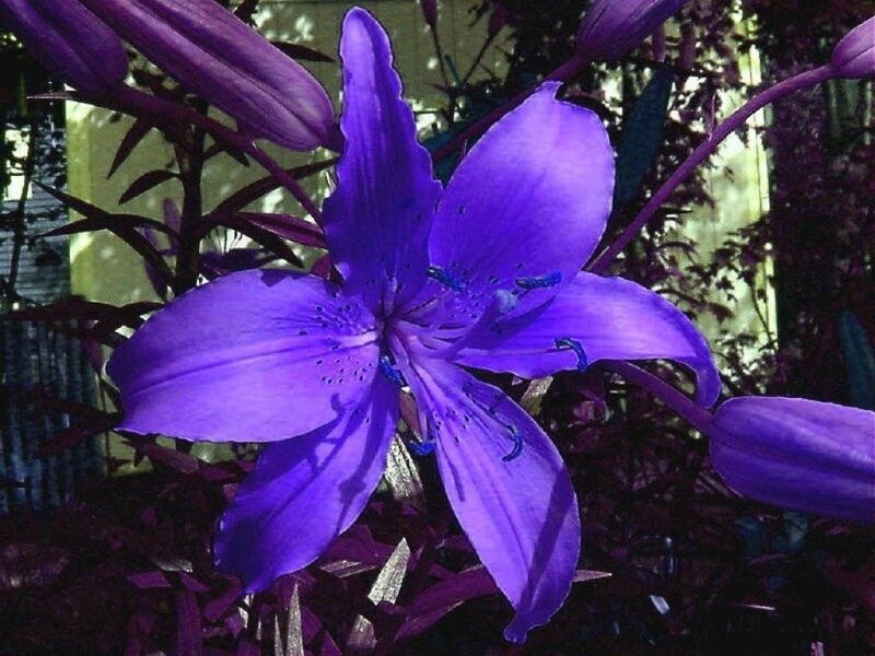 Purple Lily Flower — Natural, Photograph