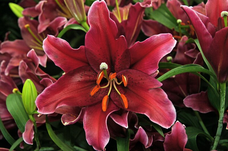 Purple Lily Flower — Natural