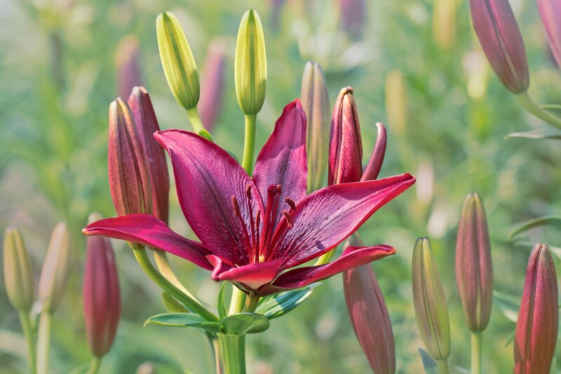 Purple Lily Flower — Serene, Afternoon, Photograph, Buds