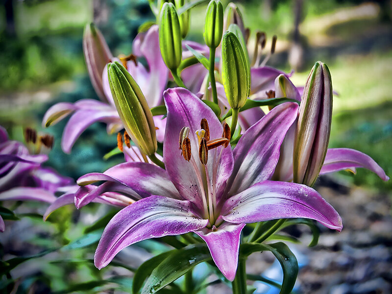 Purple Lily Flower — Serene, Afternoon, Photograph