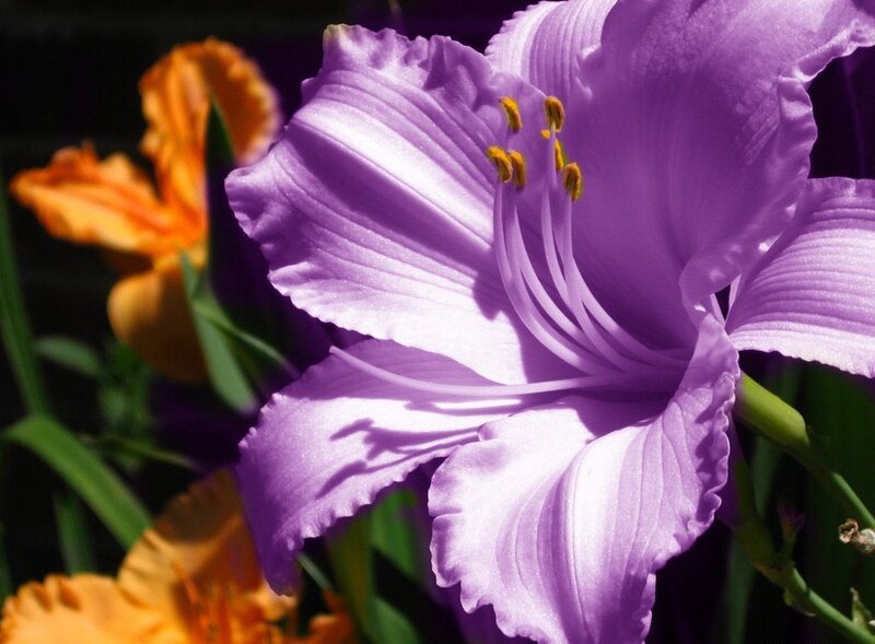 Purple Lily Flower — Serene, Afternoon
