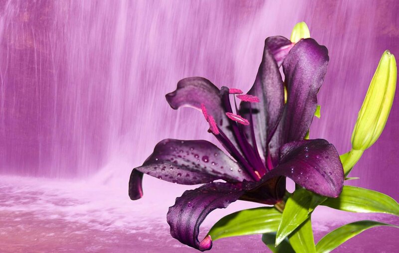 Purple Lily Flower — Serene, Photograph, Bud