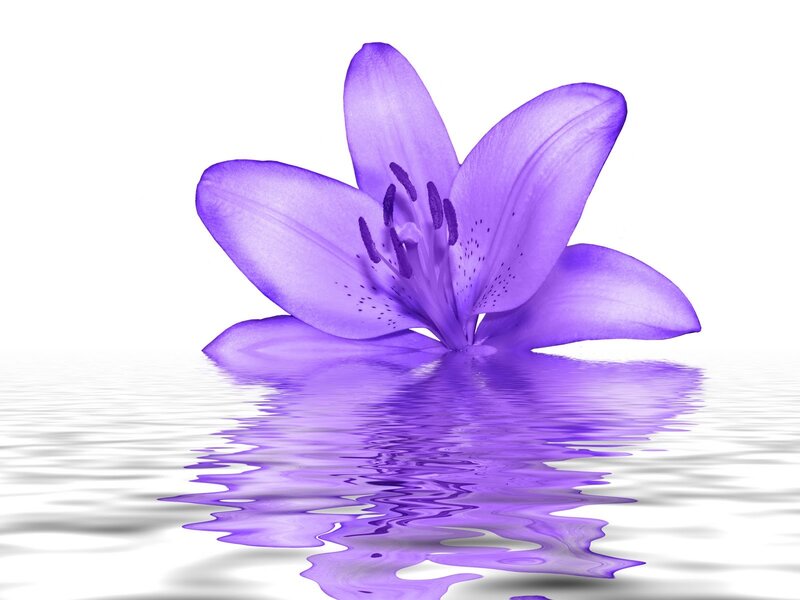 Purple Lily Flower — Serene, Photograph