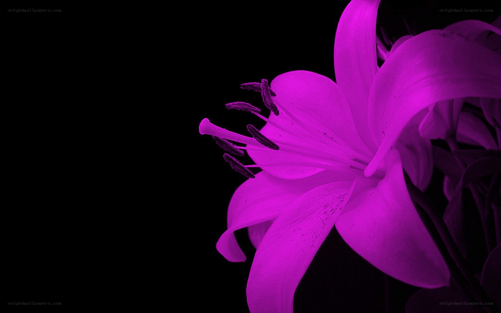 purple lily flower
